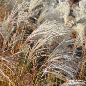 Miscanthus sinensis Kleine Fontane