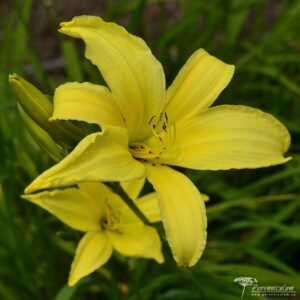 Hemerocallis Atlas