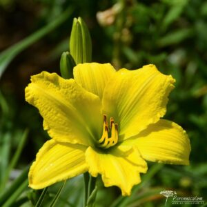 Hemerocallis Green Flutter
