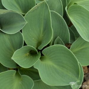 Hosta Blue Mouse Ears