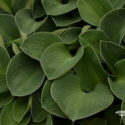 Hosta Blue Mouse Ears