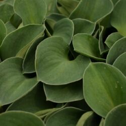Hosta Blue Mouse Ears