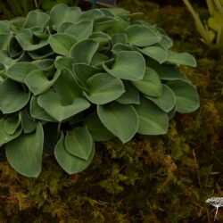Hosta Blue Mouse Ears
