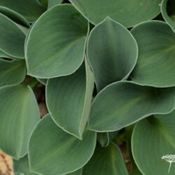 Hosta Blue Mouse Ears