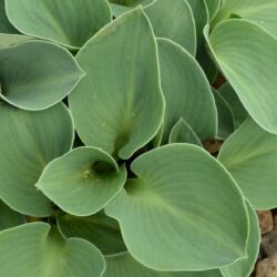 Hosta Blue Mouse Ears