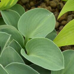 Hosta Blue Mouse Ears