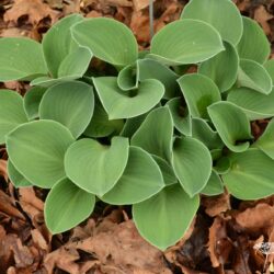Hosta Blue Mouse Ears