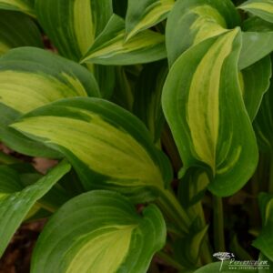 Hosta Geisha