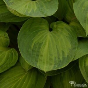 Hosta Julie Morss