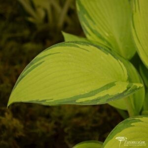 Hosta Junes Fever