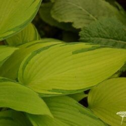 Hosta Junes Fever