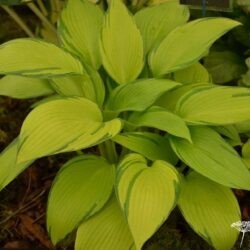 Hosta Junes Fever