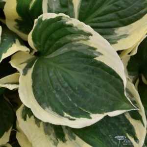 Hosta Minuteman