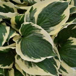 Hosta Minuteman