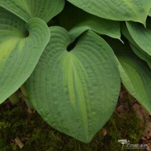 Hosta Saint Paul