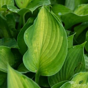 Hosta Sharmon