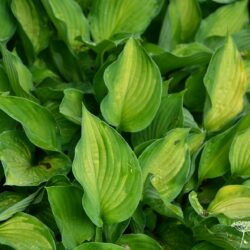 Hosta Sharmon