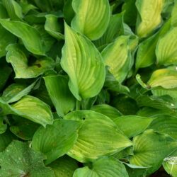 Hosta Sharmon