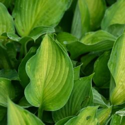 Hosta Sharmon