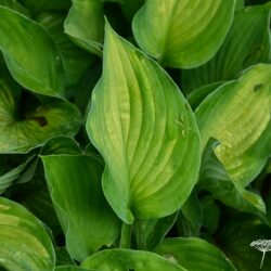 Hosta Sharmon