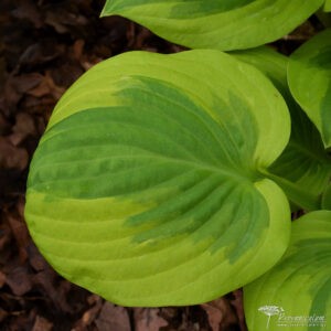Hosta Summer Breeze