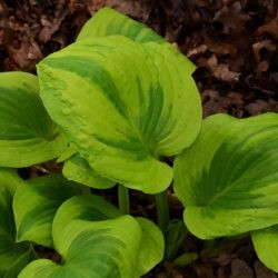 Hosta Summer Breeze