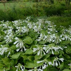 Hosta plantaginea var. grandiflora