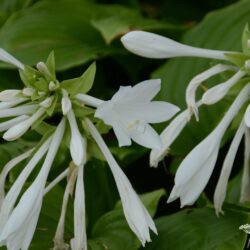 Hosta plantaginea var. grandiflora