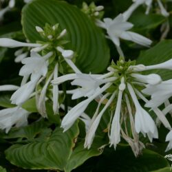Hosta plantaginea var. grandiflora