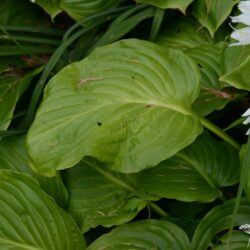 Hosta plantaginea var. grandiflora