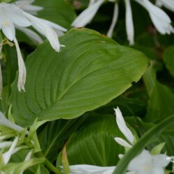Hosta plantaginea var. grandiflora