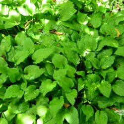 Hosta tardiva
