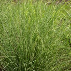 Miscanthus sinensis Morning Light
