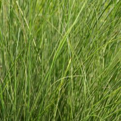 Miscanthus sinensis Morning Light