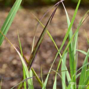 Panicum virgatum Badlands