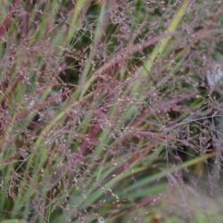 Panicum virgatum Külsenmoor