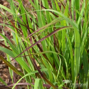 Panicum virgatum Külsenmoor