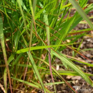 Panicum virgatum Rehbraun