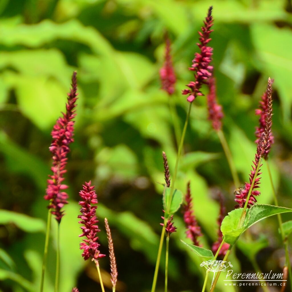 Persicaria - rdesno – Trvalka sezóny 2023 5 Persicaria amplexicaulis Heutinck