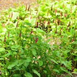 Persicaria amplexicaulis Heutinck