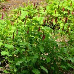 Persicaria amplexicaulis Heutinck