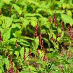 Persicaria amplexicaulis Heutinck