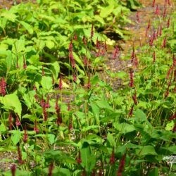 Persicaria amplexicaulis Heutinck