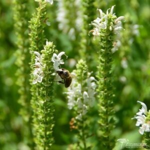 Salvia nemorosa Schneehügel