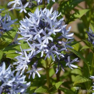 Amsonia tabernaemontana Short Stack