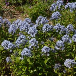 Amsonia tabernaemontana Short Stack