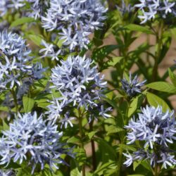 Amsonia tabernaemontana Short Stack