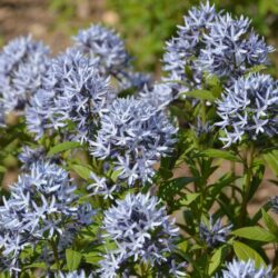 Amsonia tabernaemontana Short Stack