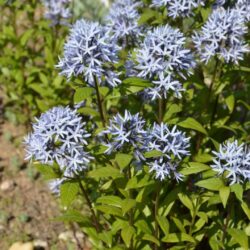 Amsonia tabernaemontana Short Stack