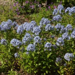 Amsonia tabernaemontana Short Stack